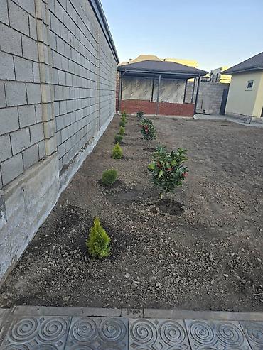 Семена газона: Семена гозона 🌱за 10 дней Из Европы 🇪🇺 производство Дания. Линейка — 7