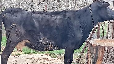 Inəklər, öküzlər: Erkək, Simental, il: 4, 550 kq — 9