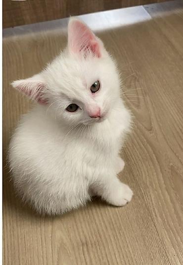 сирийский хомяк купить: Кошка даром: Ангорская, 2 месяца, Мальчик — 1