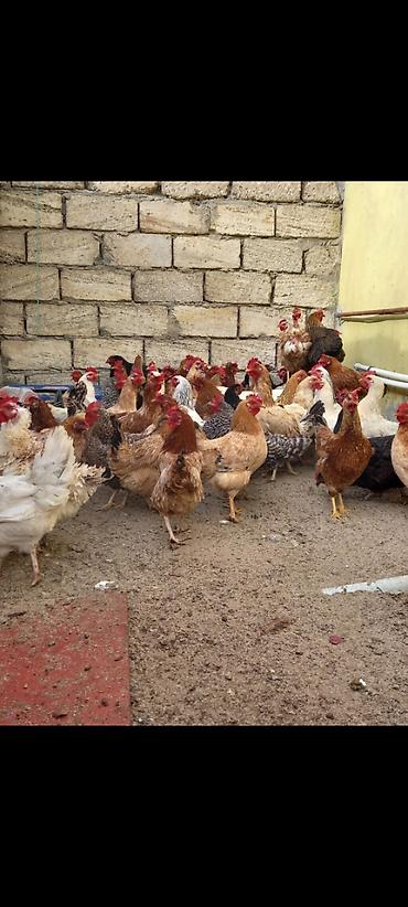 Toyuqlar: Toyuq, Damazlıq, Ödənişli çatdırılma — 8