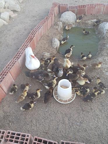 ördək balası və cücə: Muscovy ördəkləri – bala ördəklər - Cins: Muscovy (Hind ördəyi) - — 5