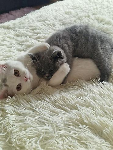 Pişiklər: Yaxşı əllərə — 4