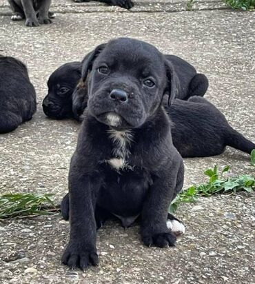 kavez za pse: Štenci Cane Corso – dostupni za preuzimanje. Na prodaju štenci Cane