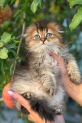 Pişiklər: Britan yastı qulaq, Erkək, Dişi, Yaxşı əllərə, Ünvandan götürmə, Ödənişli çatdırılma, Rayonlara çatdırılma — 27