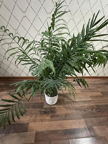пальма: Хамедорея (Chamaedorea elegans) — комнатная пальма в декоративном — 4