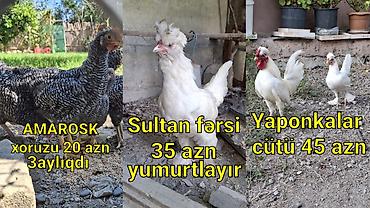 broyler cuce satisi: Amarosk,Sultan,Yaponka — 1