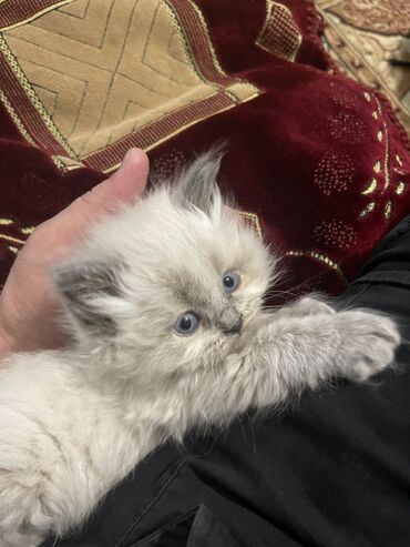 Pişiklər: Şotland uzun tüklü, Erkək, Cütləşmə üçün, Ünvandan götürmə — 13