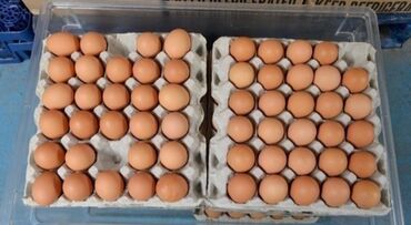 Молочные продукты и яйца: Домашние ЭКО яйца