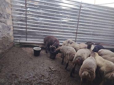pişik yemi topdan: Salam təmiz Qurbanlıq 8 - 9 - aylıq ərkək quzulardır diri çəki satılır — 10