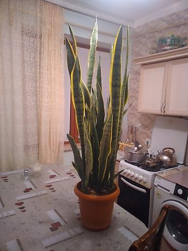 ev gulleri sekilleri: Sansevieria (Qayın dili) – iri ölçülü, dekorativ yarpaqlı otaq — 1
