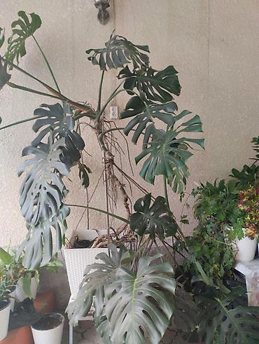 поддон: Комнатные растения в кашпо - Монстера делициоза (Monstera deliciosa) — 1