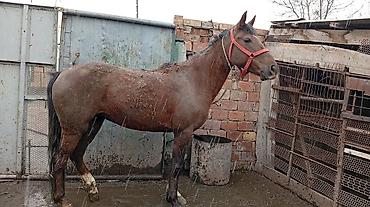 Лошади, кони: Продаю | Кобыла (самка) | На забой — 6