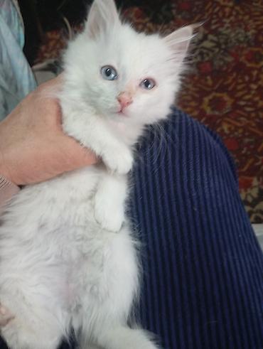 говорящий попугай жако: Котёнок мальчик порода ангорка 2 месяца — 3