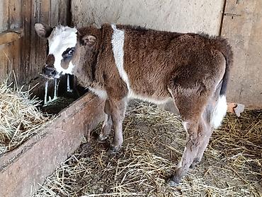 Коровы, быки: Продаю | Бык (самец) | Алатауская | Для разведения — 3