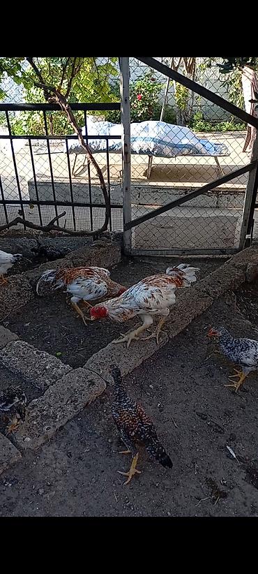 Plymouth: Heyrati pleymut becə satilir.11 ayliqdi.irak türk qarişigidi — 4