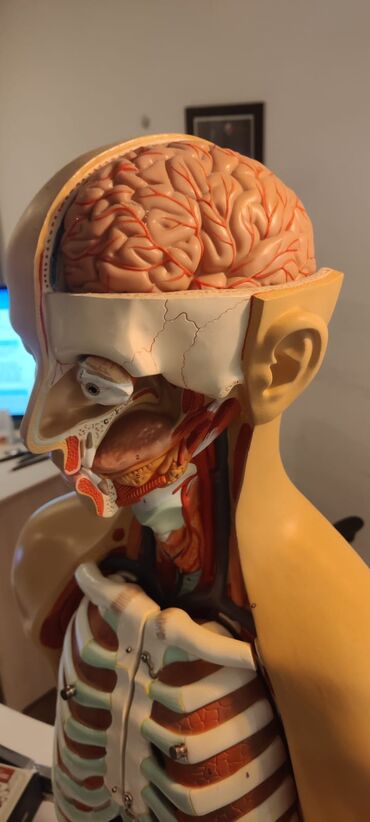 Ostali medicinski proizvodi: Torzo coveka sa otvorenim vratom i ledjima od 18 delova, kao novo — 8