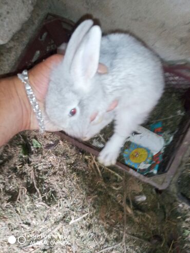 Dovşanlar: Dovşan karlik dovşanlar balalar 1 aylığ Krolik karlik zayciki Aslan — 2