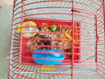 Digər heyvanlar: 1 aydı alınıb hər şeyi var.su qabı, yemək qabı, qəfəsi — 2