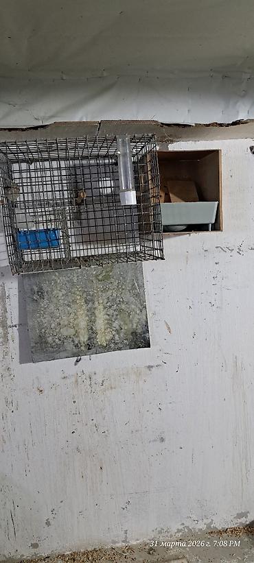 Qəfəslər: Quş qəfəsləri və volyerlər dəsti - Böyük metal volyer: möhkəm məftil — 7