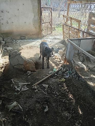 Отдам даром собаку: Собака даром: Курцхаар, 10 месяцев, Самка, С прививкой — 15