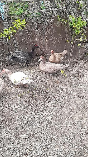 heyvanlar quslar: Şəkildəki lal ördəklər satılır 3 erkey 4 dişi Erkeylər 40 azn Dişilər — 7
