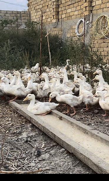 qus vuran: Ağ ördəklər – iri partiya - Növ: ağ ev ördəyi (ətlik yönümlü) - Say — 1