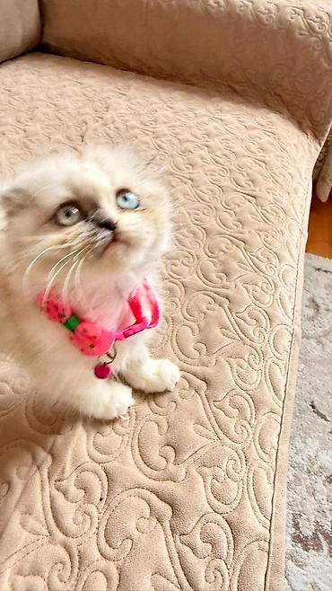 Pişiklər: Fars — 10