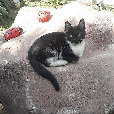 жалал абад кошки: 3 месяца, Мальчик, Приучена к лотку — 6