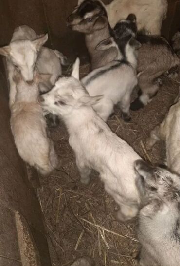 Keçi, çəpiş: Salam ZANEN KECİLƏRİMİZ SATİŞDA İCLƏRİNDƏ ALPENDE VAR ONLARIN QİYMƏTİ — 3