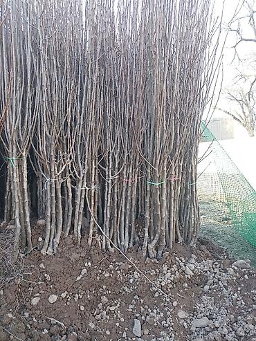 Виноград: Саженцы оптом и в розницу г.Бишкек доставка по городу Все виды — 21