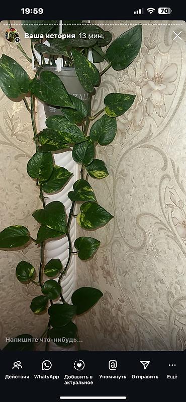 Otaq bitkiləri: Butun guleri endirimnen satiram ancag xanimlara satiw olur cox gul — 41