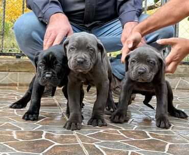 İtlər: Kane-Korso — 13