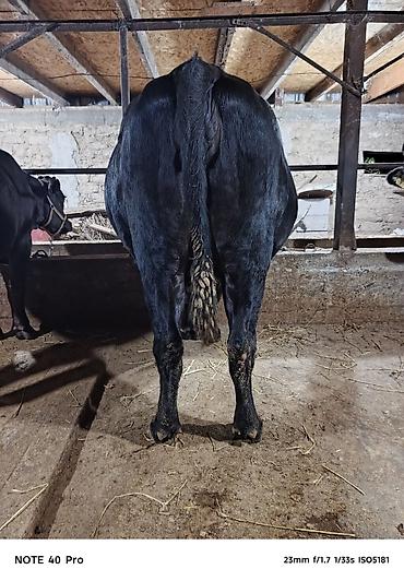 Продам с/х животных: Продаю | Корова (самка) | Стельные — 4