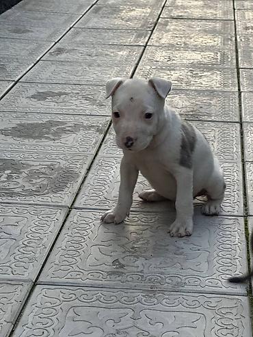 Продажа собак: Питбуль, 1 месяц, Самец — 12