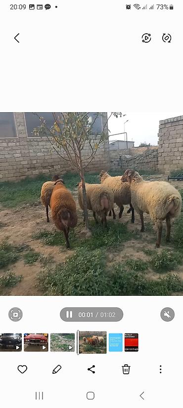 Quzu: 5 baş quzular öz Həyətimin Heyvanlaridir — 6