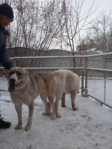 Собаки: Продаю щенят САО с родословной отец БАТУ двух кратный чемпион КР гранд