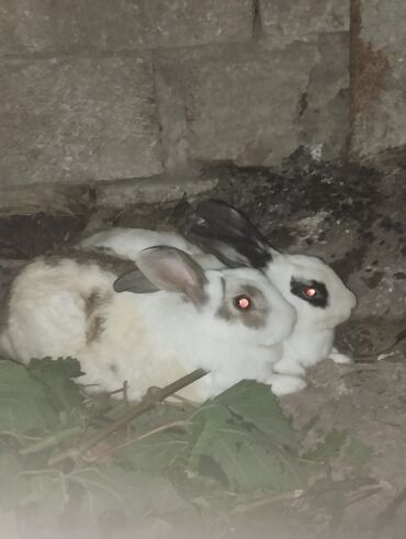 dovşan adları: 2 dovşan 25 manata ciddi alıcı narahat eləsin endirim olacaq