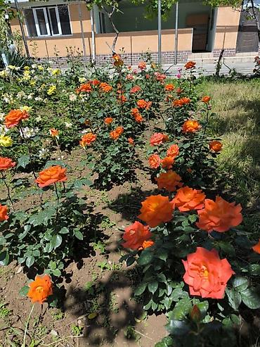 Продажа домов: Дом, 1441 м², 12 комнат, Собственник at lalafo.kg — 7 Продажа домов: Дом, 1441 м², 12 комнат, Собственник — 7