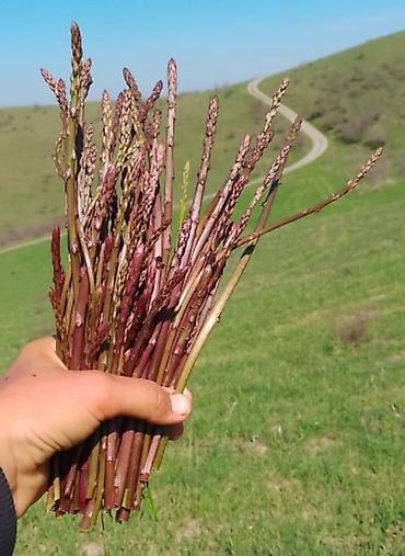 kənd məhsulları: Məhsul: Təbii yığılan yabanı quşqonmaz (asparagus) dəstələri Salam — 1