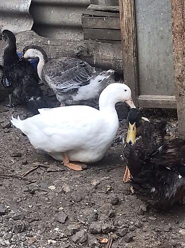 qaz farm: Zumurud Ördey. Xoruz fere 2 fere 2 xoruz. Birini qoymeti 25 manat — 2