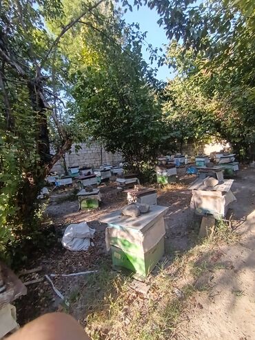 Bitki yağı: Təbii Şəki balı və arı məhsulları Cökə, Qaratikan, Meşə Şanlı bal