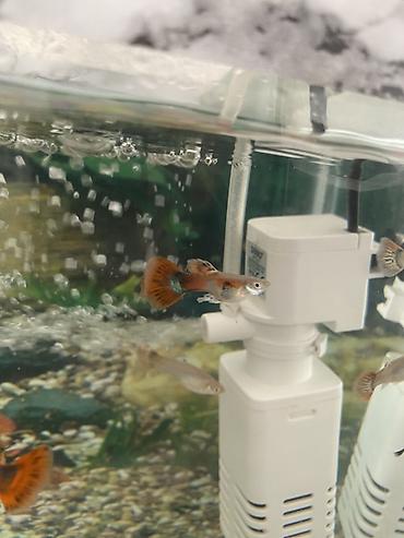 inek yemleri: Yumru akvarium, Balıqlarla birlikdə, 1 l, Ünvandan götürmə, Ödənişli çatdırılma — 6