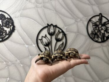 Digər heyvanlar: Məhsul: Kiçik quru tısbağaları Təsvir: - Ovuc boyda, zolaqlı-qəhvəyi — 9