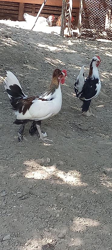 Toyuqlar: Toyuq, Damazlıq — 2
