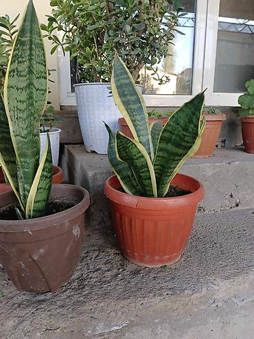 теща: Сансевиерия (Sansevieria trifasciata, «щучий хвост», «тещин язык») в — 4