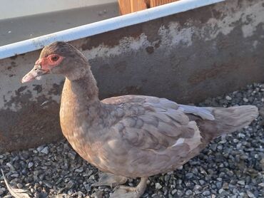 Digər heyvanlar: Salam.400 yaxın heyvandır fərələrin çoxu yumurtlayır bir neçəsi artıq — 4