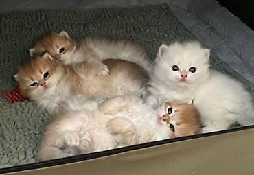 Qızıl şinşilla