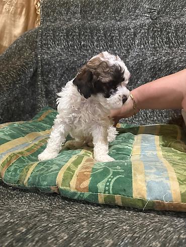 İtlər: Pudel, 1 ay, Dişi -da lalafo.az — 6 İtlər: Pudel, 1 ay, Dişi — 6