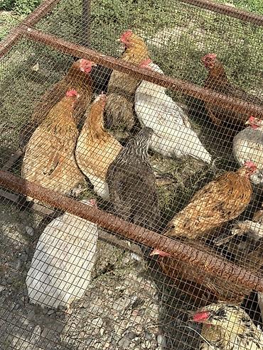 собаки самки: Продаю | Куры, Петух | Домашняя, Полубрама | Для разведения, На забой, Несушки — 7