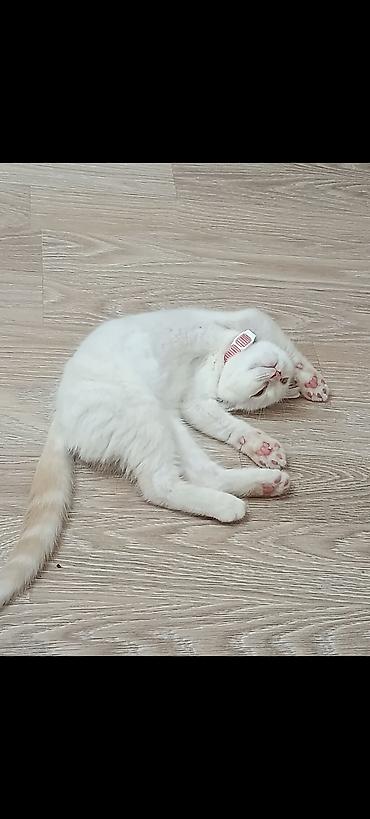 Erkək